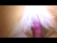 Furry pet porn with horny bitch